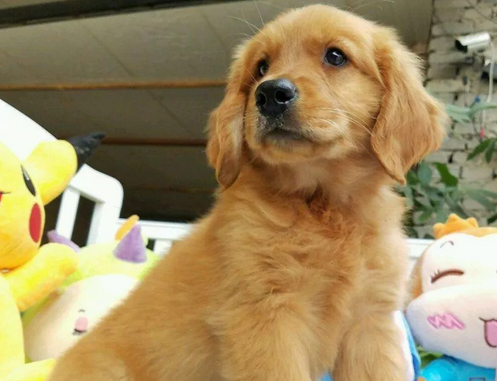 金毛幼犬吃东西被卡想吐