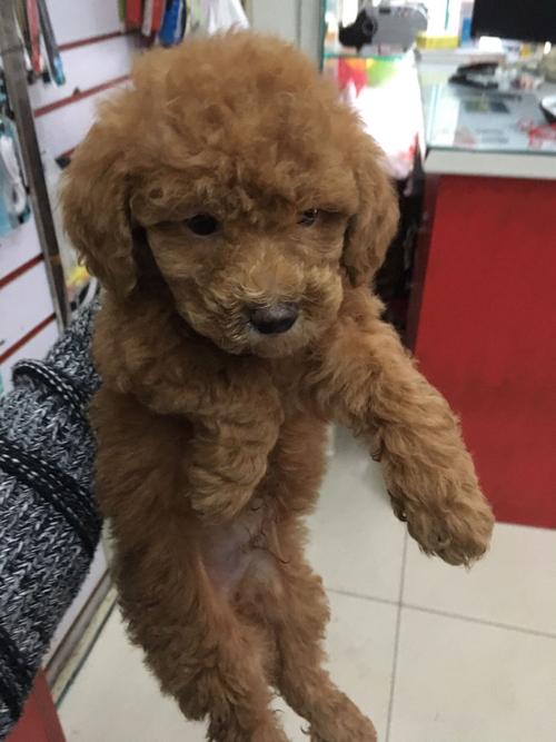 三个月泰迪小狗吐白色的东西怎么办啊