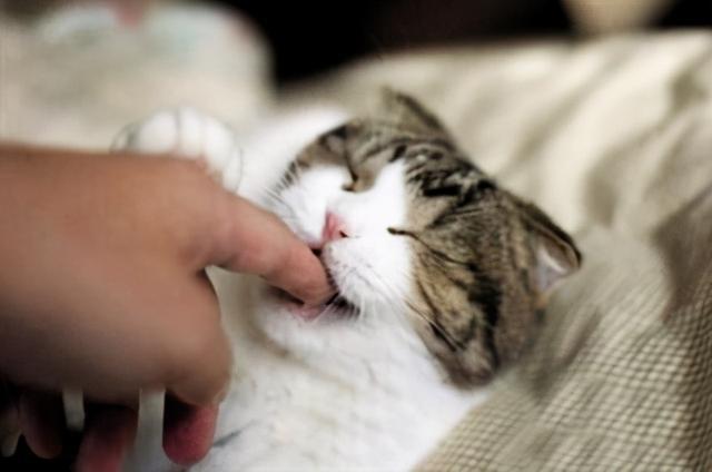 怎么让小猫不咬东西