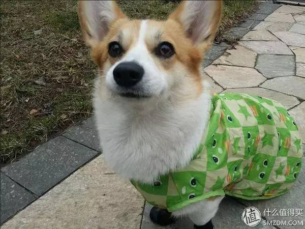 怎么训练柯基穿衣