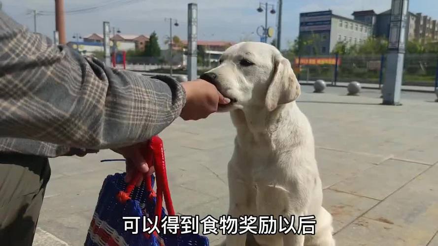 怎么教狗叼着东西回来