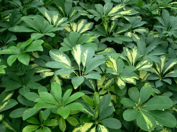 鹅掌柴栽培技术