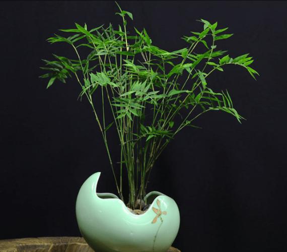 凤尾竹栽培