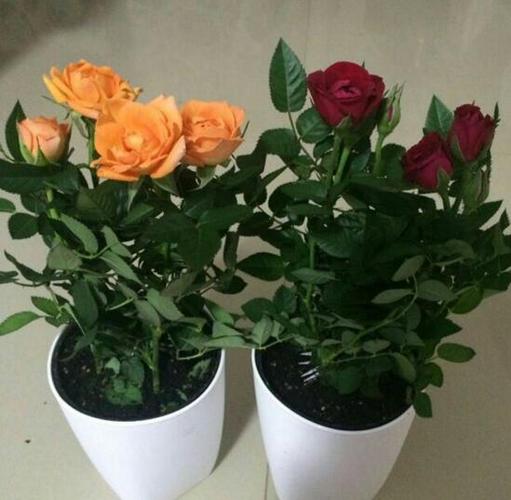 玫瑰花怎么栽培
