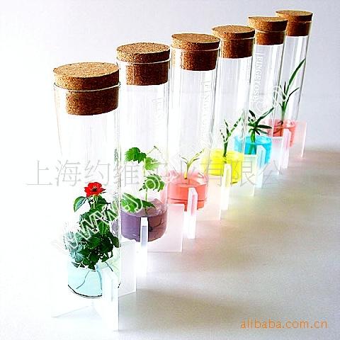 如何进行试管花卉栽培
