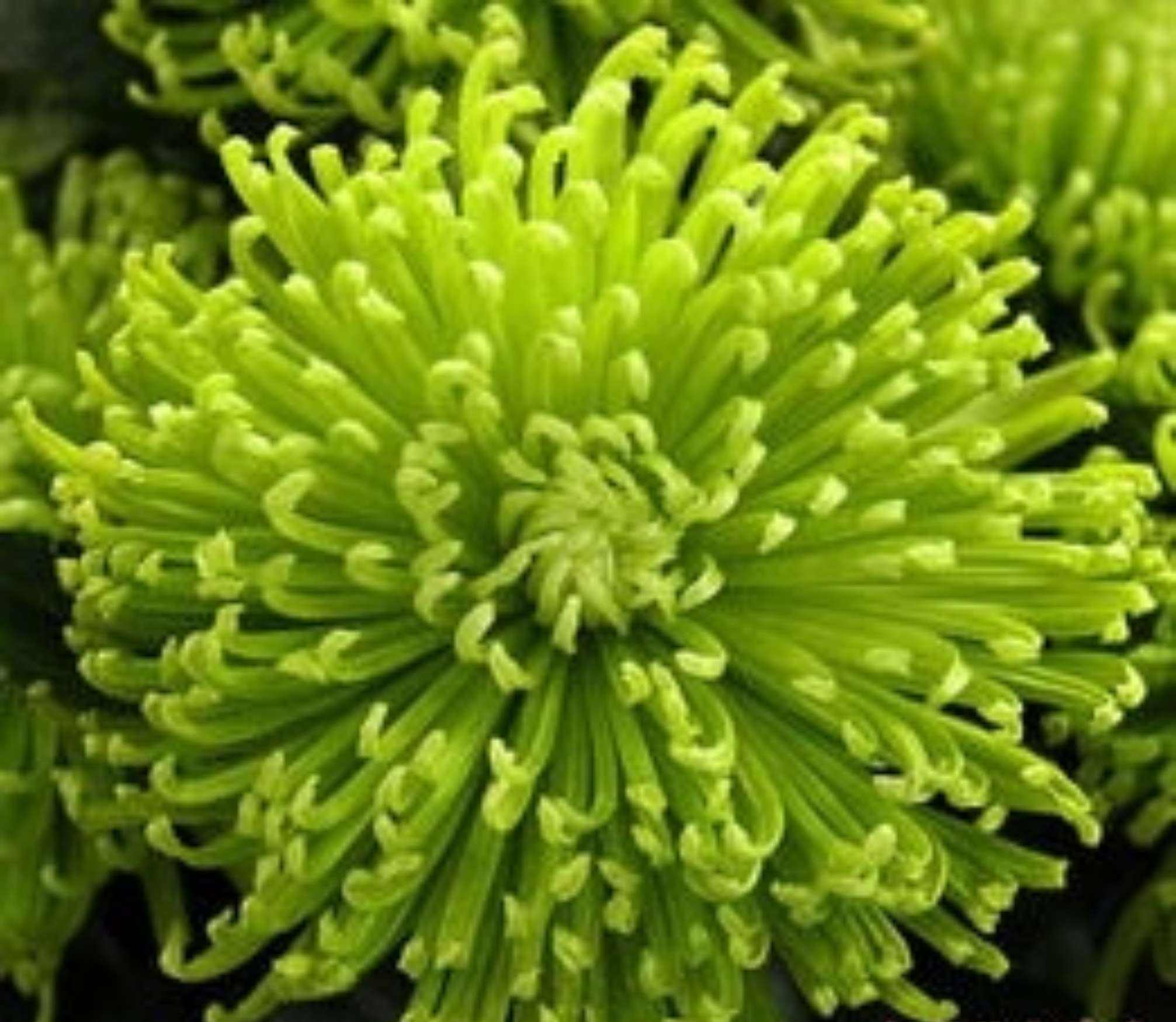 绿菊花的养殖方法