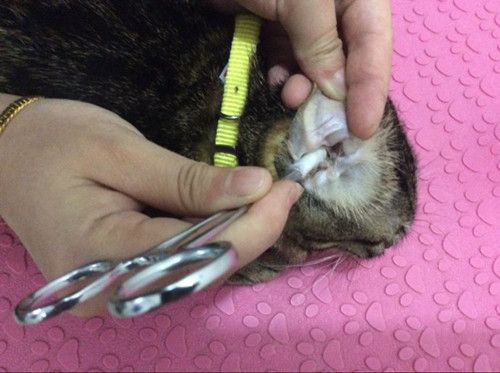 小猫 耳朵有脏东西