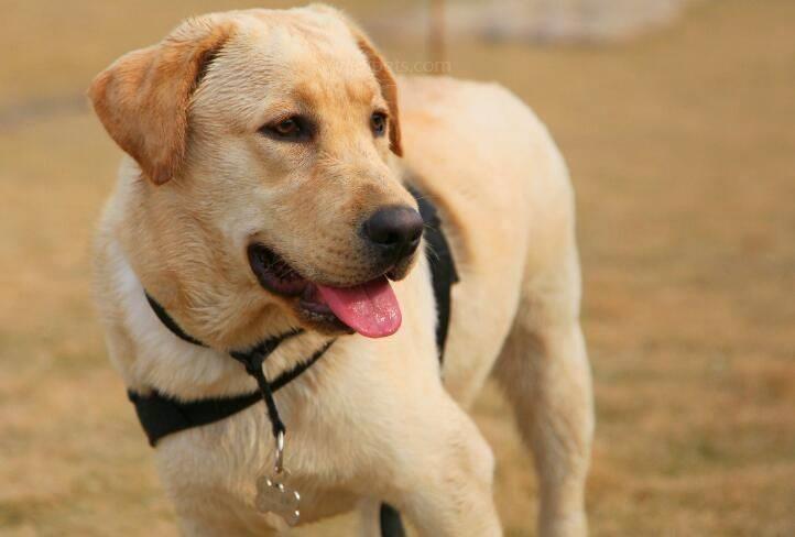 怎样训练拉布拉多犬幼犬