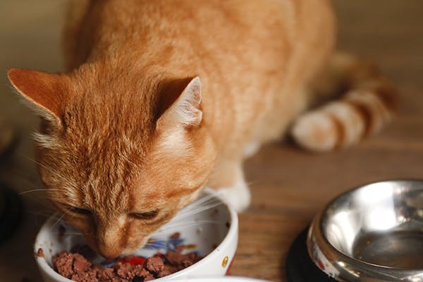 猫咪生完宝宝不吃东西怎么办