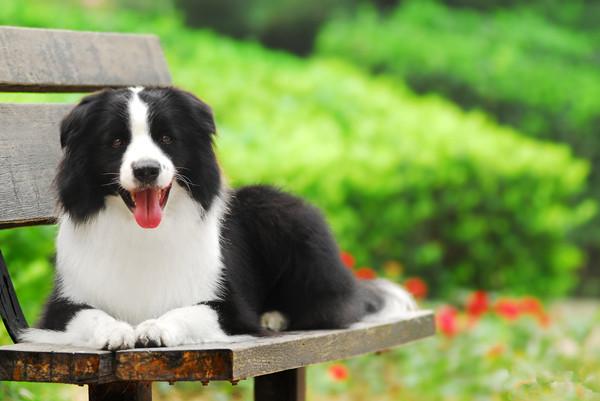 边牧犬小狗怎么训练