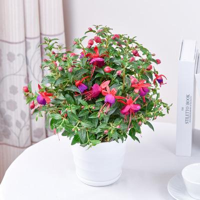 灯笼花室内栽培