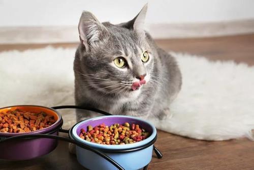 小猫感冒不吃东西