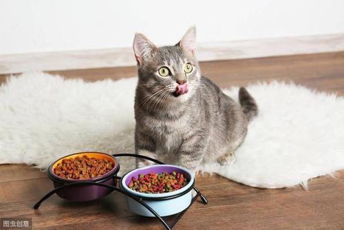猫为什么不肯吃东西怎么办