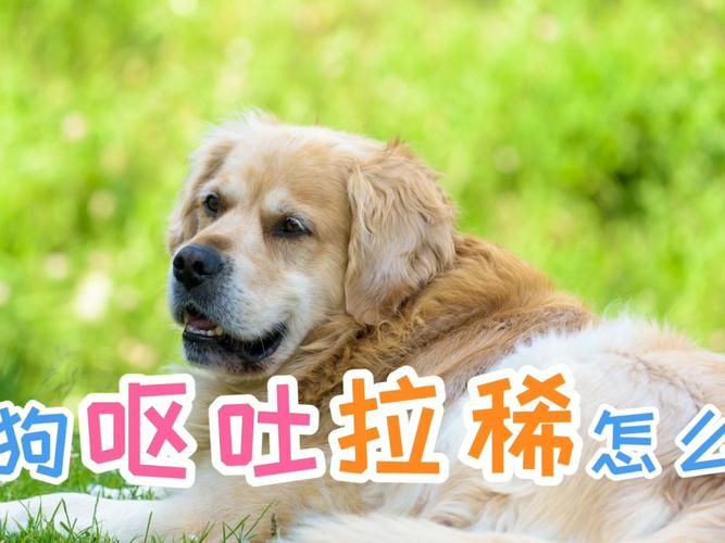 狗狗刚吐完又想吃东西怎么办