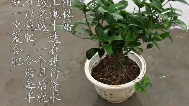 花卉移栽注意事项