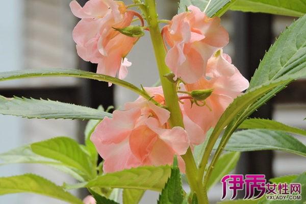 凤仙花栽培管理