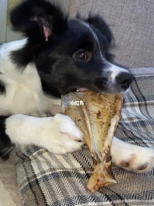 边境乱咬东西怎么办