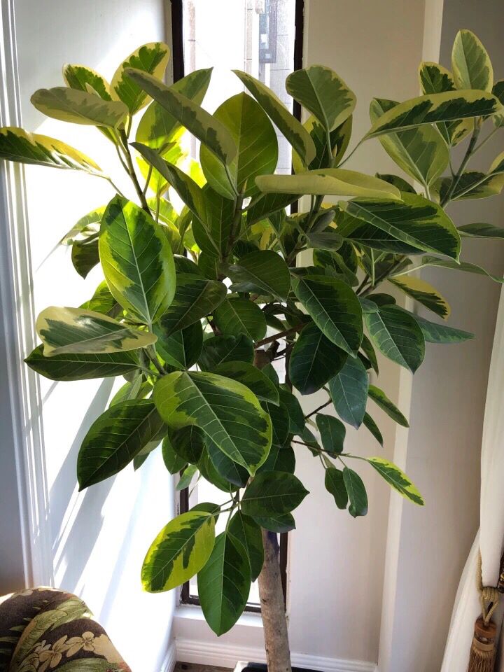 花叶橡皮树的养殖方法