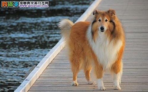 怎么训练苏牧变凶猛