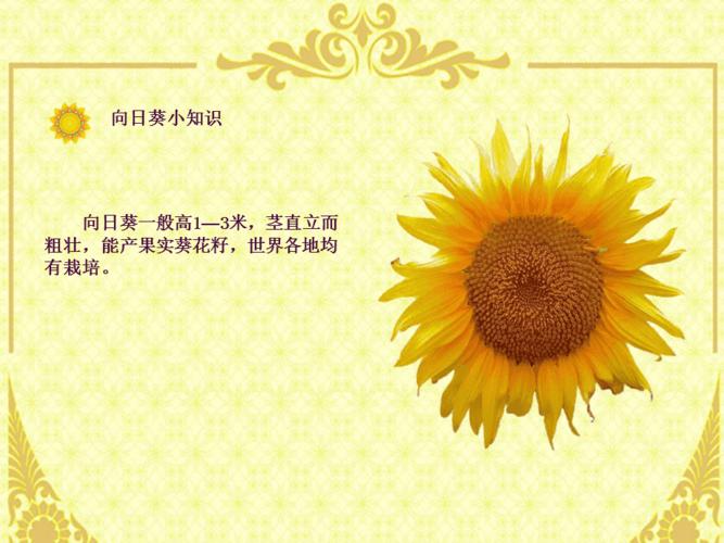 向日葵的栽培方法ppt