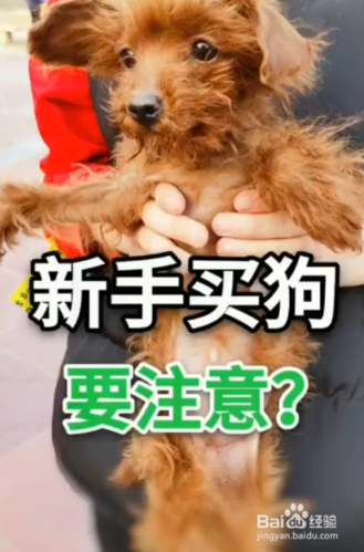 卖小狗需要注意什么东西