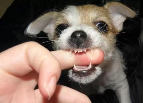 有狗狗不咬东西怎么办