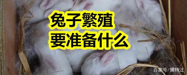 母兔分娩准备什么东西