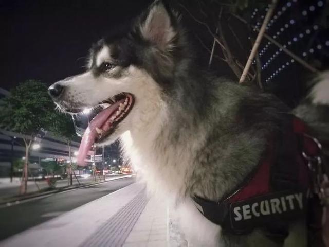 <怎么教阿拉斯加叼东西