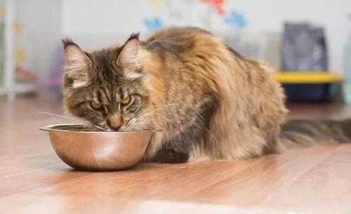 猫精神好但不爱吃东西