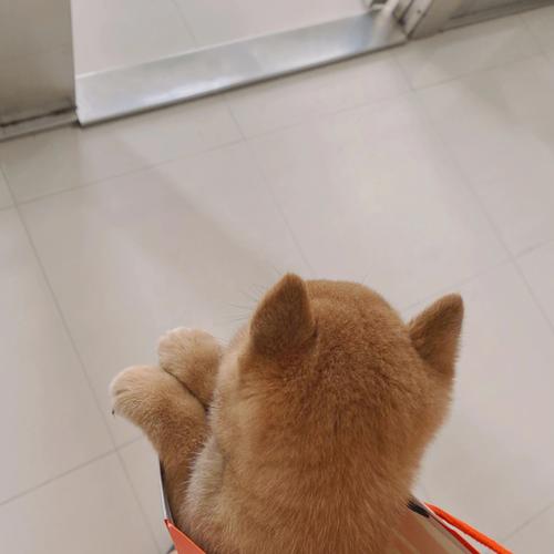 怎么训练三个半月的柴犬