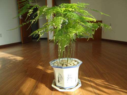 花卉文竹养殖方法