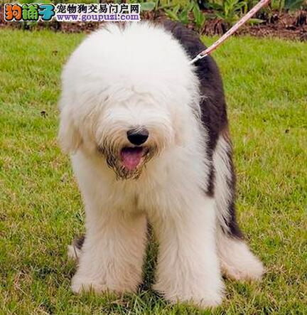 如何训练古牧基本动作