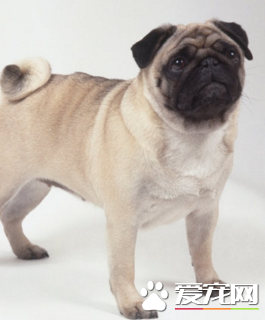 八哥犬如何训练