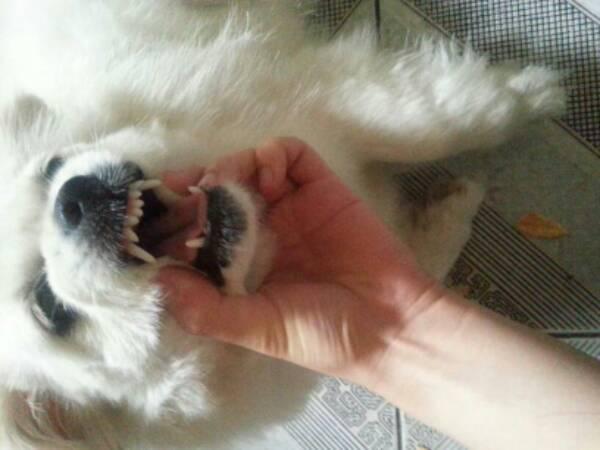 狗狗8个月咬东西把牙齿