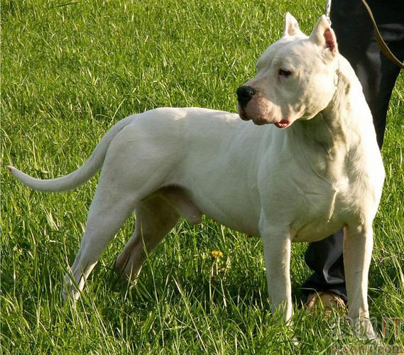 杜高犬负重训练