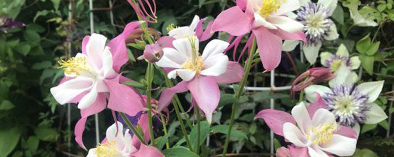 耧斗菜 栽培
