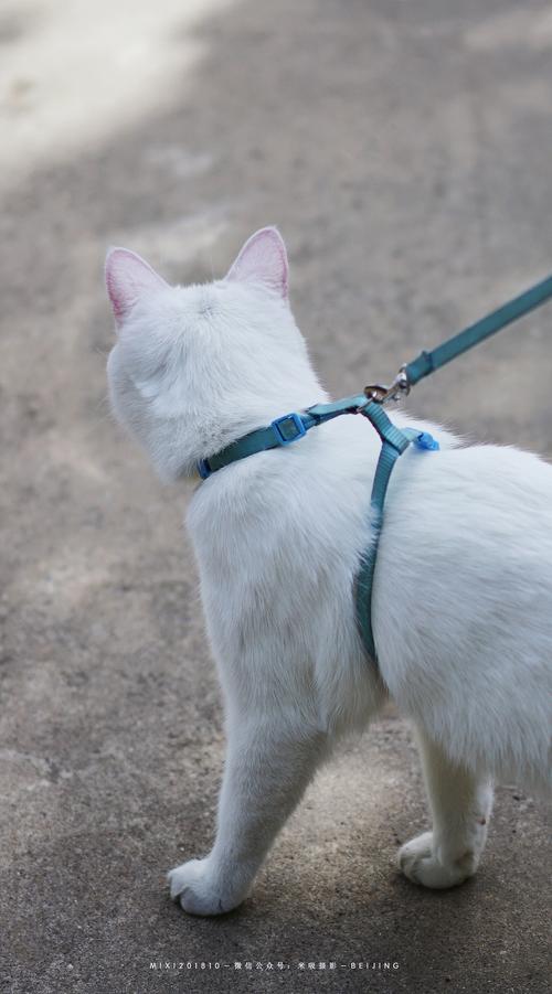 怎么训练溜猫