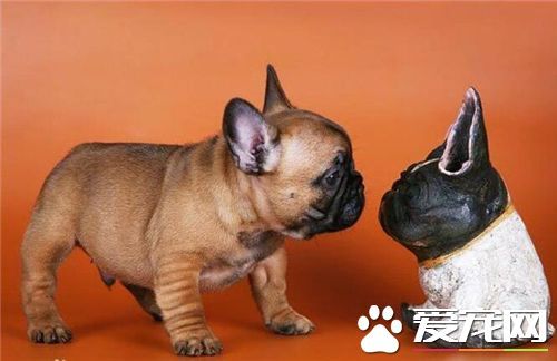 法国斗牛犬可以吃的东西