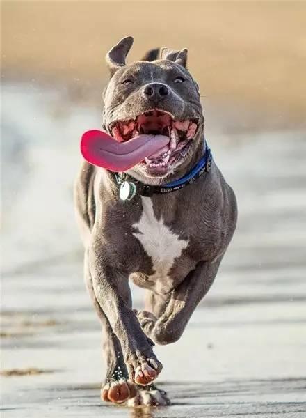 要怎么训练比特犬