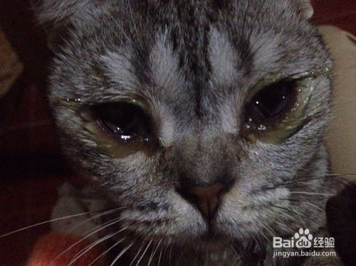 猫 吃东西流眼泪