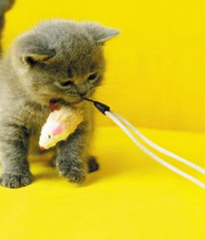 野猫训练法