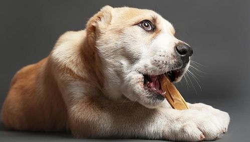 喜欢咬东西的狗有什么预兆