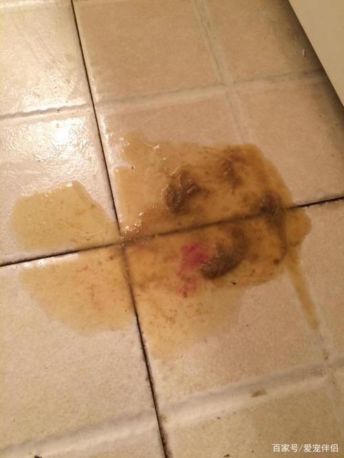 狗不怎么吃东西还拉稀