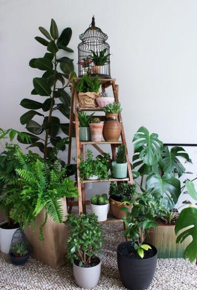 室内栽培木本植物