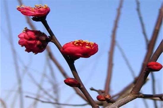 红梅花养殖方法