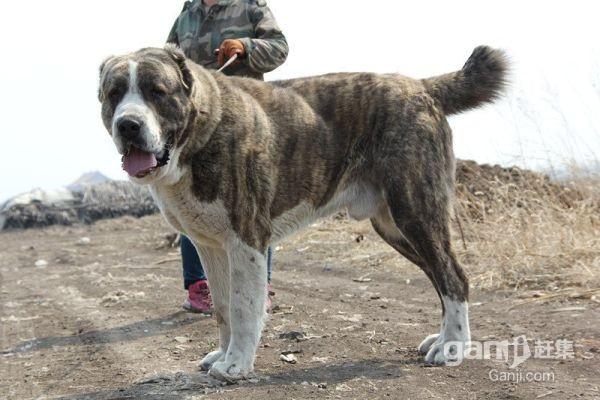3个月幼犬中亚训练