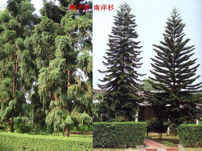 裸子植物的栽培