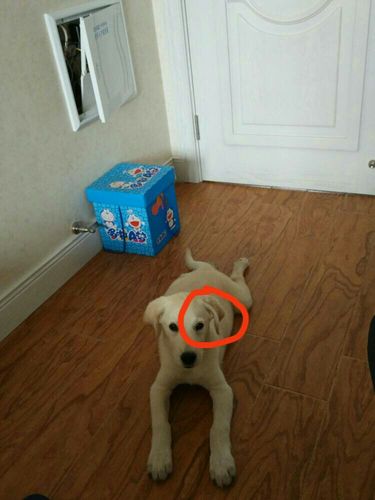 八个月拉布拉多咬东西怎么办