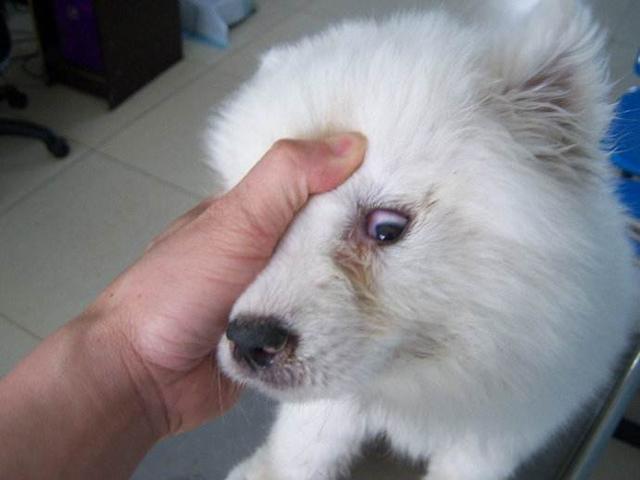 狗细小吃东西怎么办