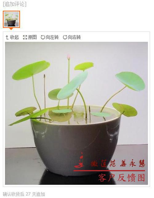 碗莲莲籽播种栽培